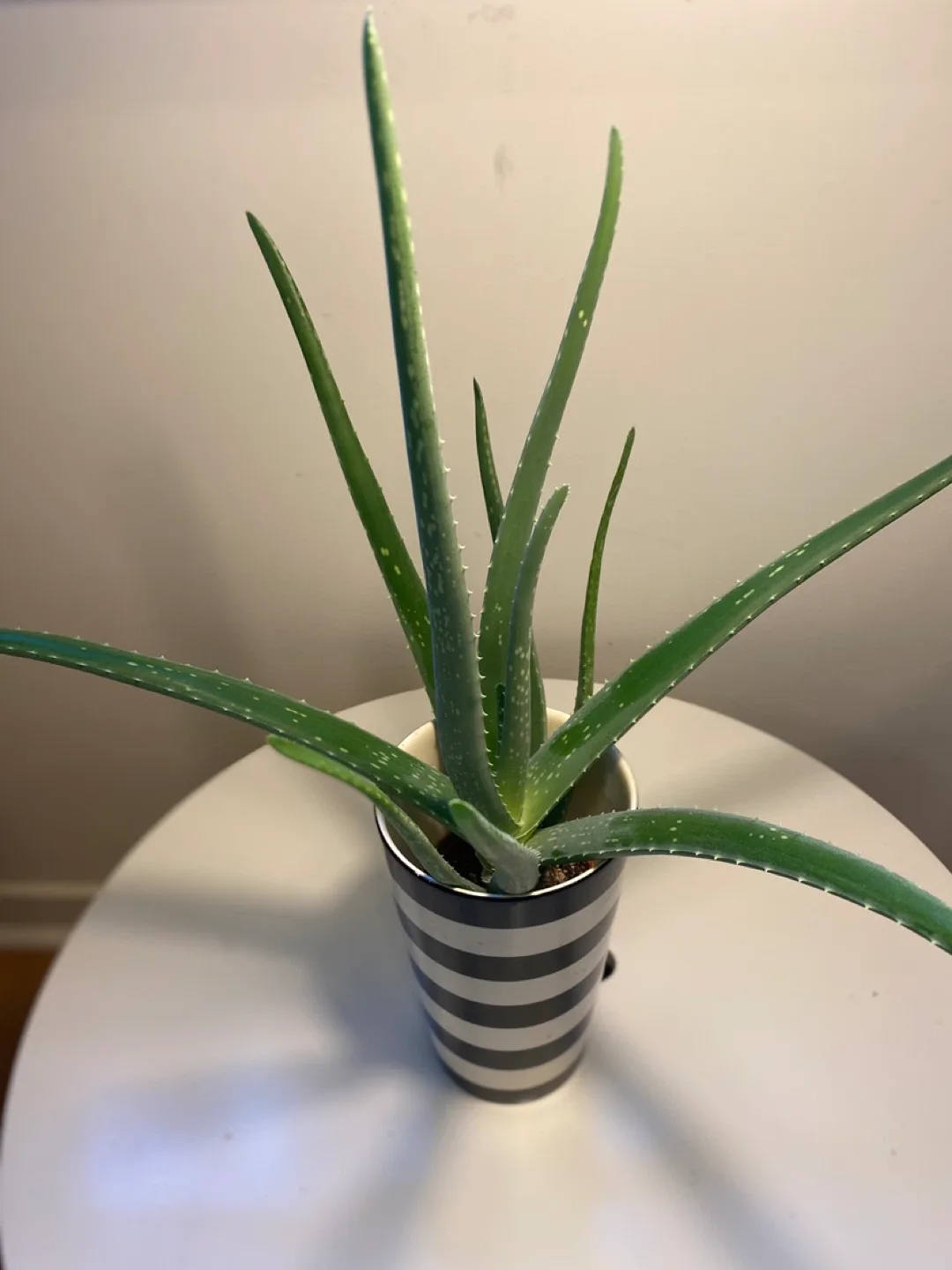 Aloe Vera Plant image indicator(9)