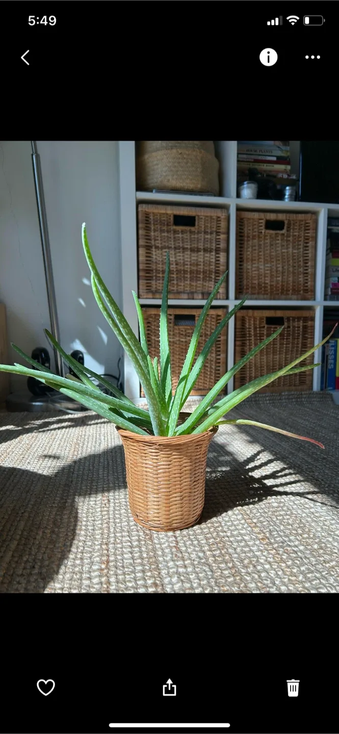 Aloe Vera Plant in Woven Pot