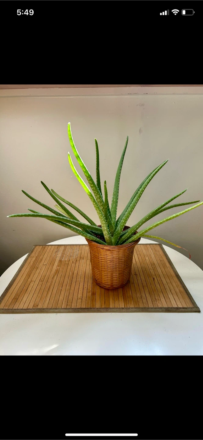 Aloe Vera Plant in Woven Pot - photo 2