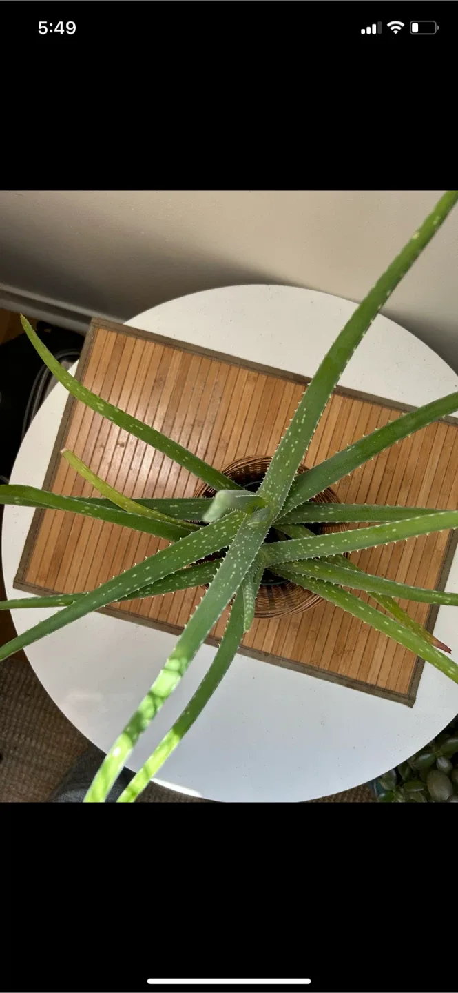 Aloe Vera Plant in Woven Pot image indicator(6)