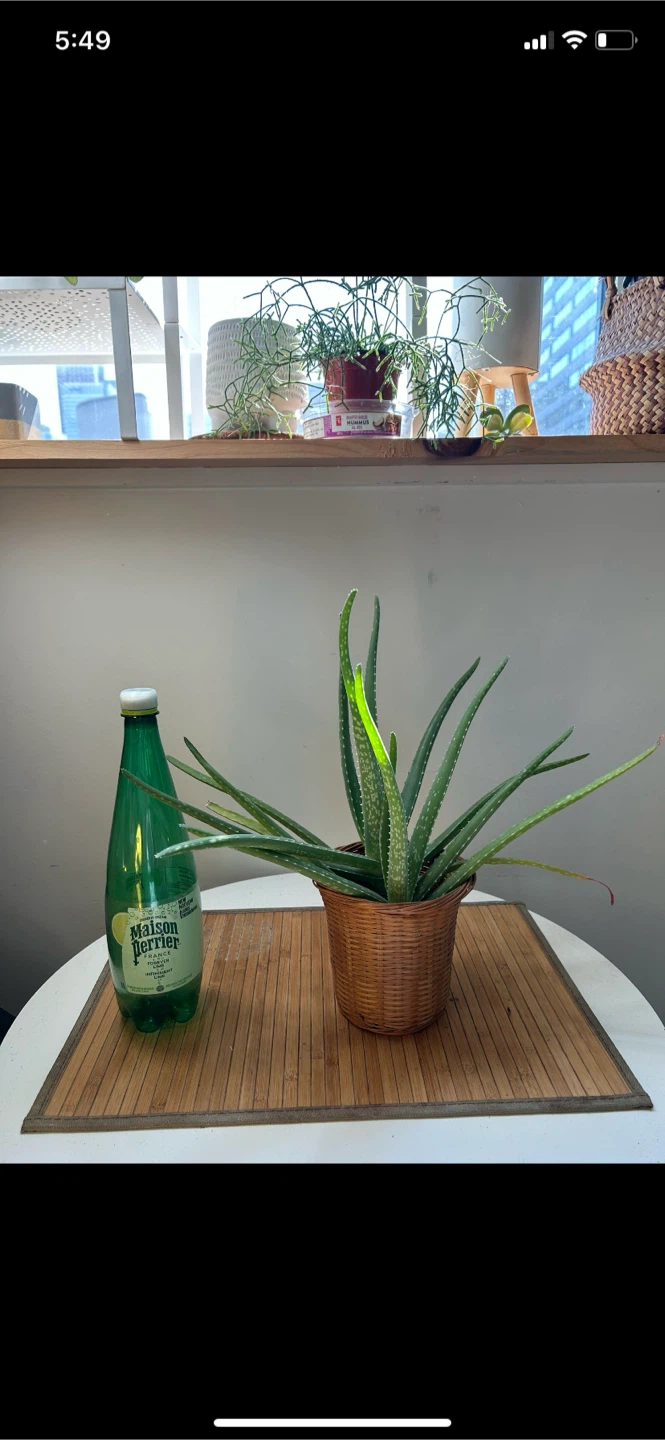 Aloe Vera Plant in Woven Pot - photo 4