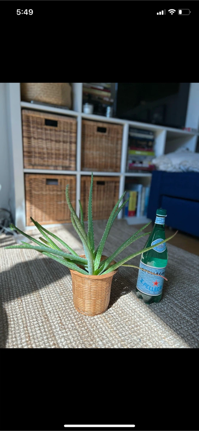 Aloe Vera Plant in Woven Pot - photo 3