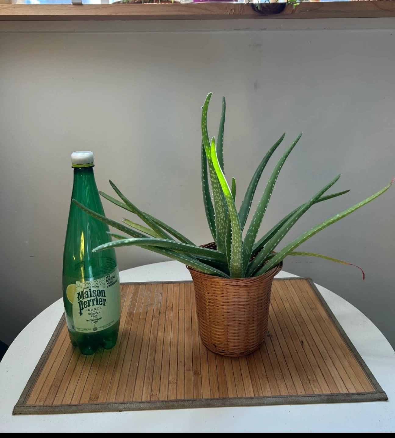Aloe Vera Plant in Woven Pot - photo 5