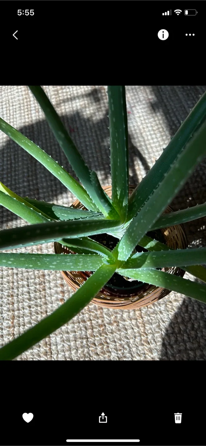 Aloe Vera Plant in Woven Pot image indicator(7)