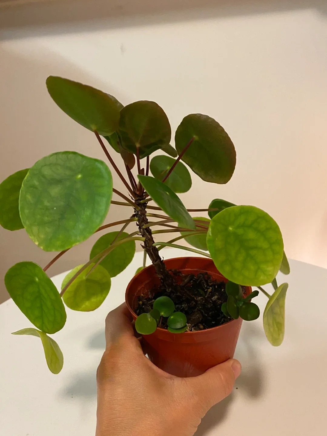 Pilea peperomioides plant image indicator(5)