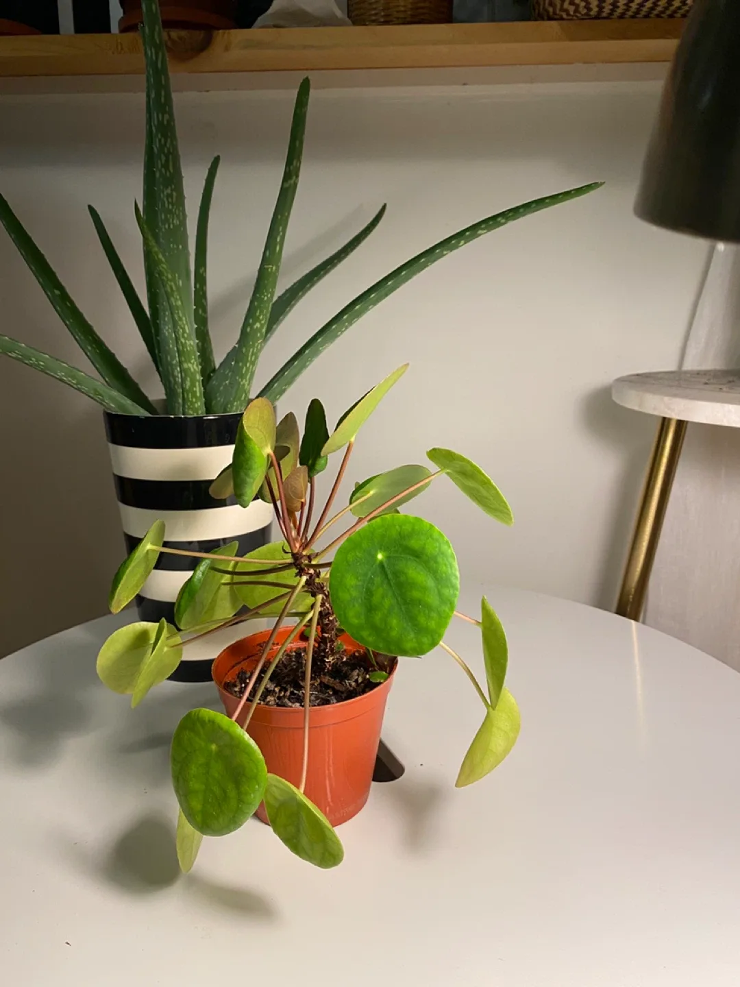 Pilea peperomioides plant image indicator(4)