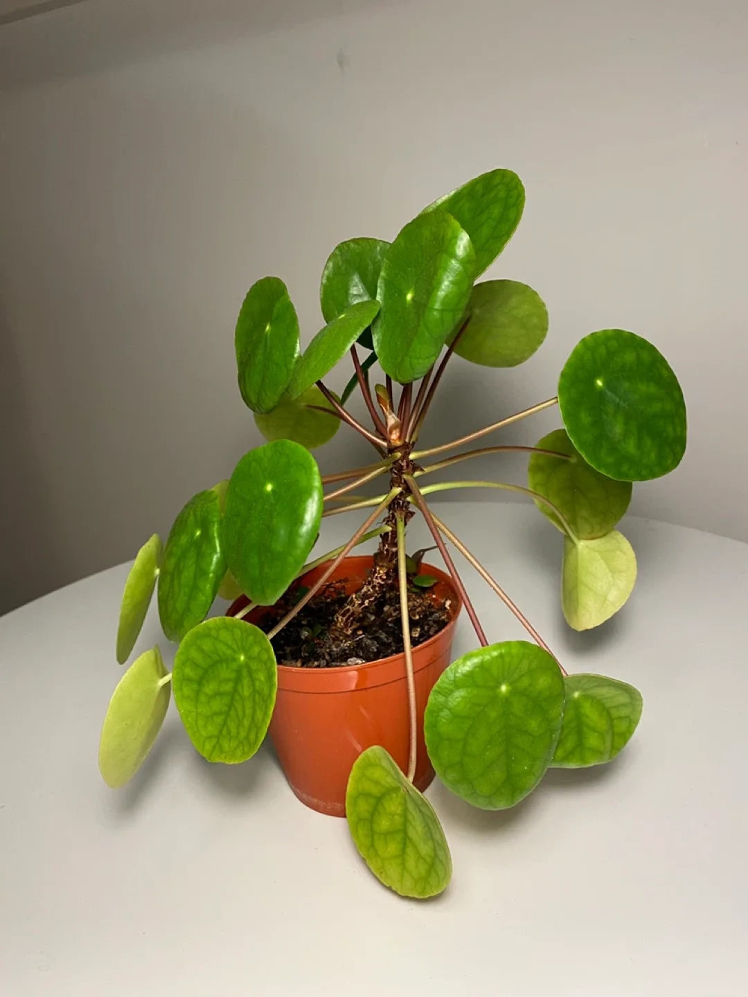 Pilea peperomioides plant