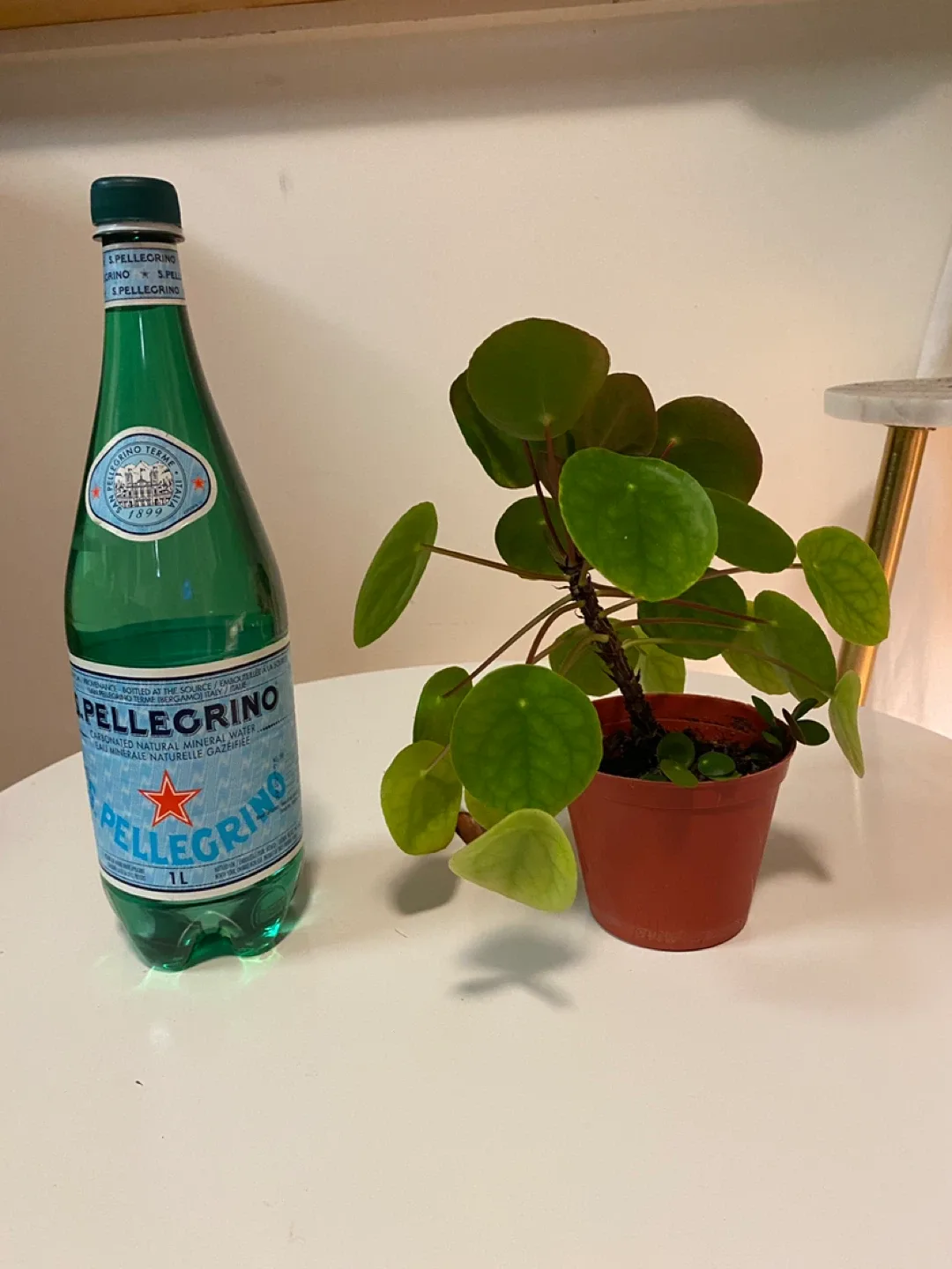 Pilea peperomioides plant image indicator(6)