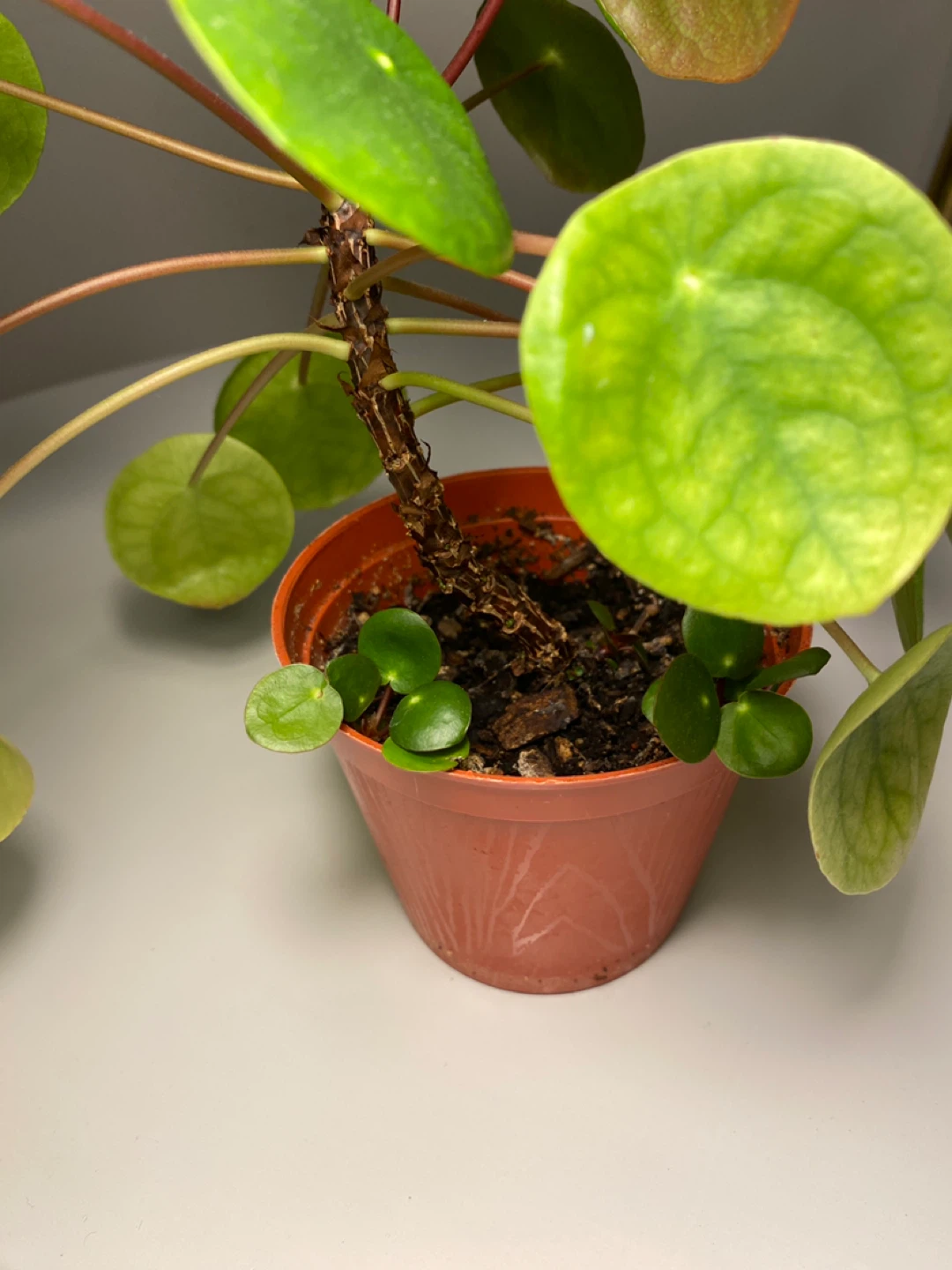 Pilea peperomioides plant - photo 2
