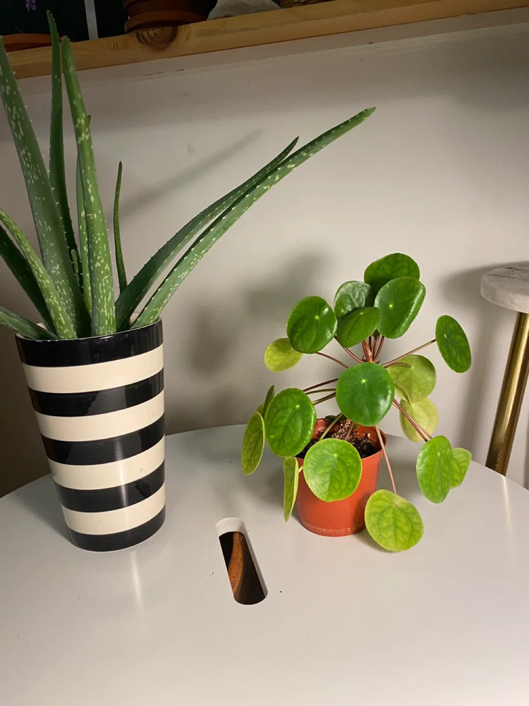Pilea peperomioides plant image indicator(3)