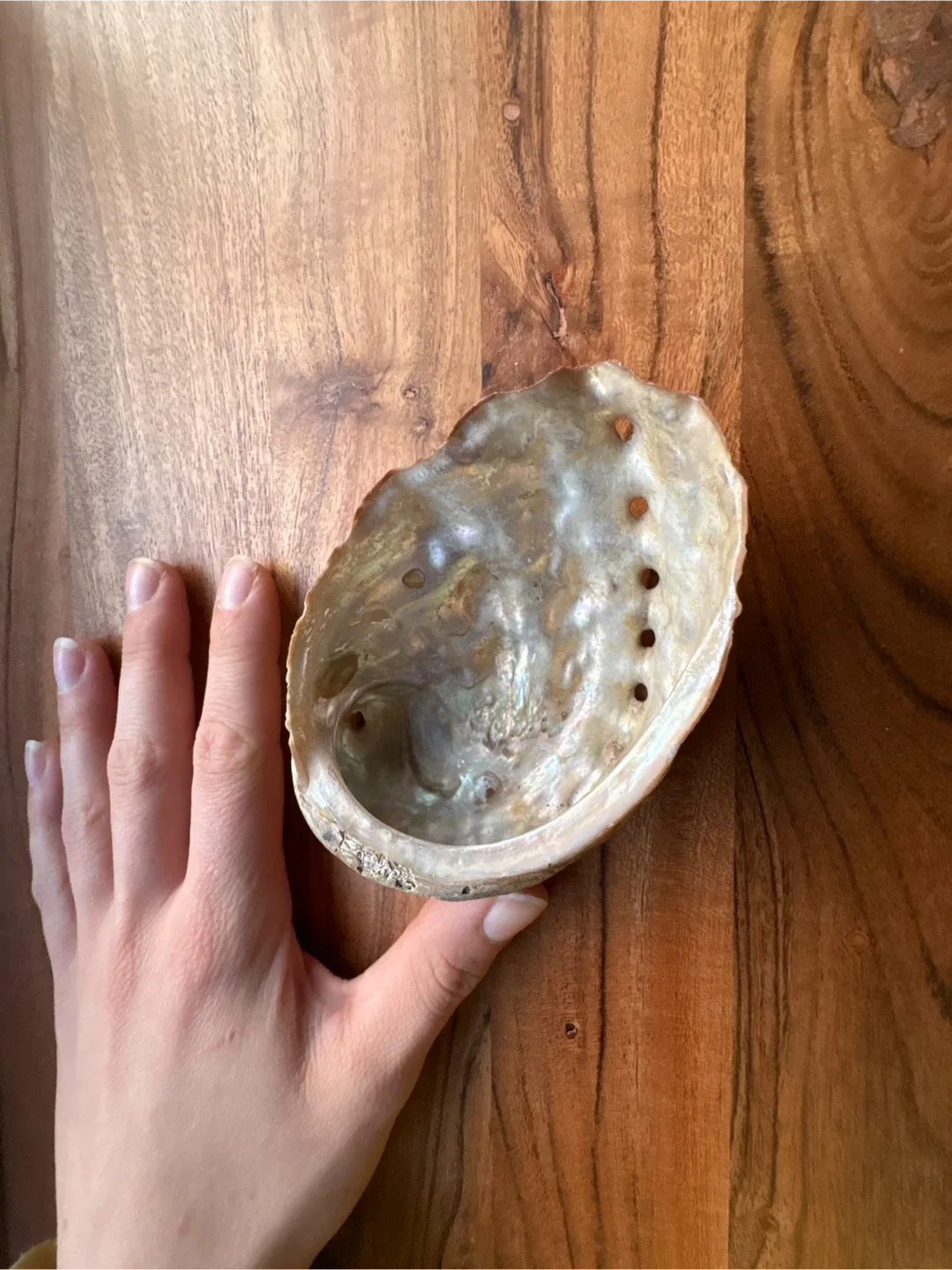 Abalone Shell image indicator(3)