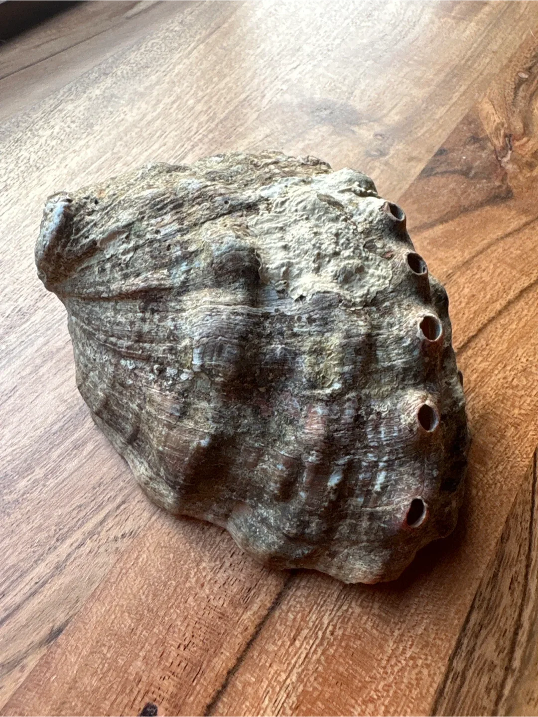 Abalone Shell image indicator(2)