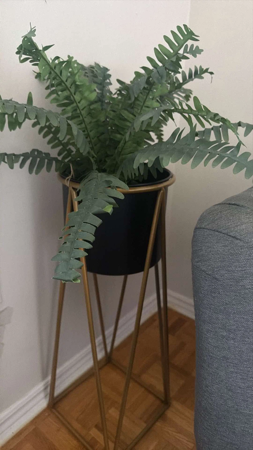 Home Decor Plant