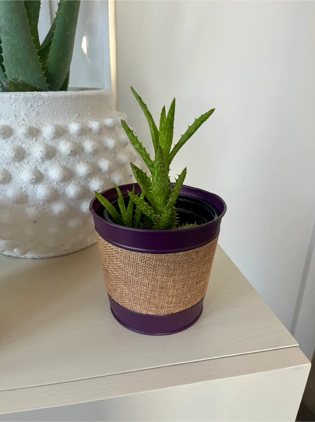 Tiger Aloe Plant in Pot