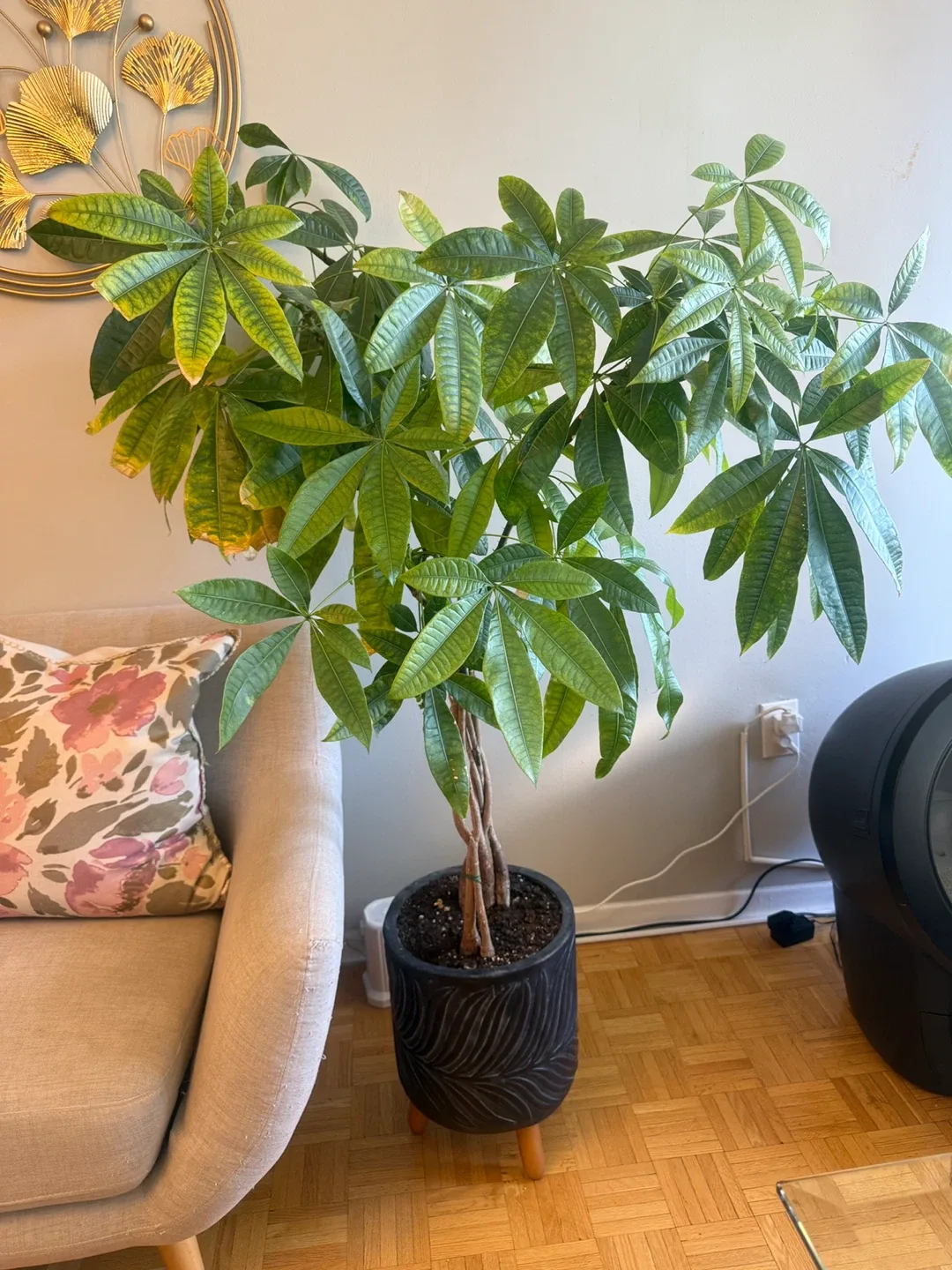 Money Tree in Decorative Pot thumbnail