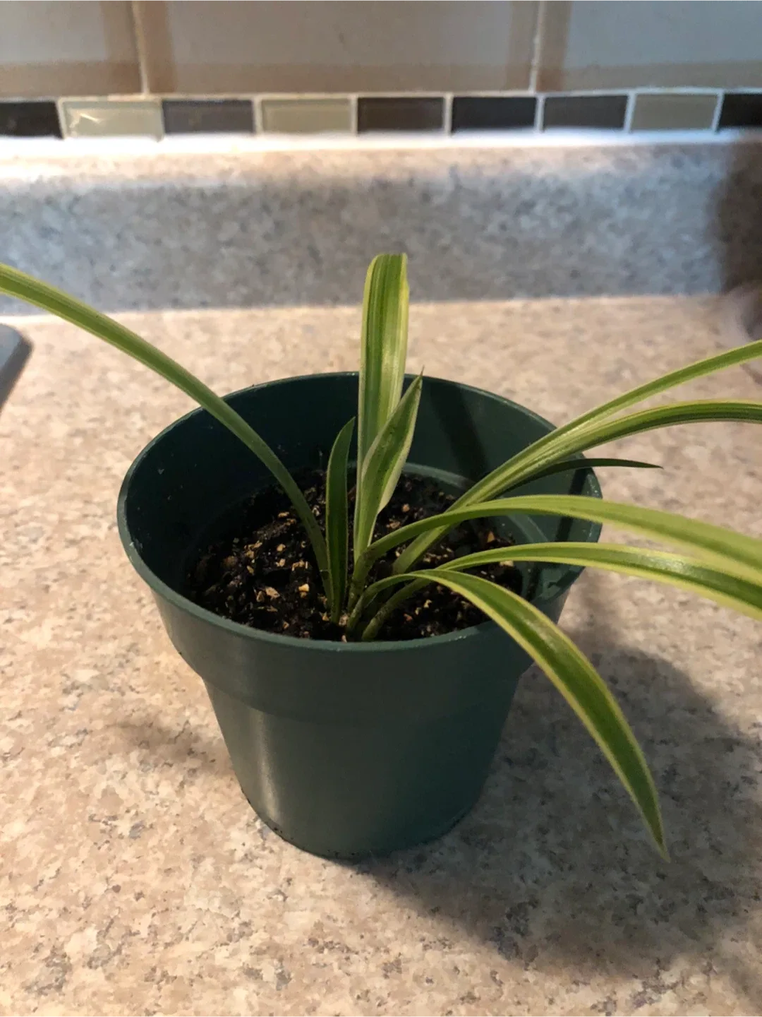 Potted Spider Plant image indicator(2)