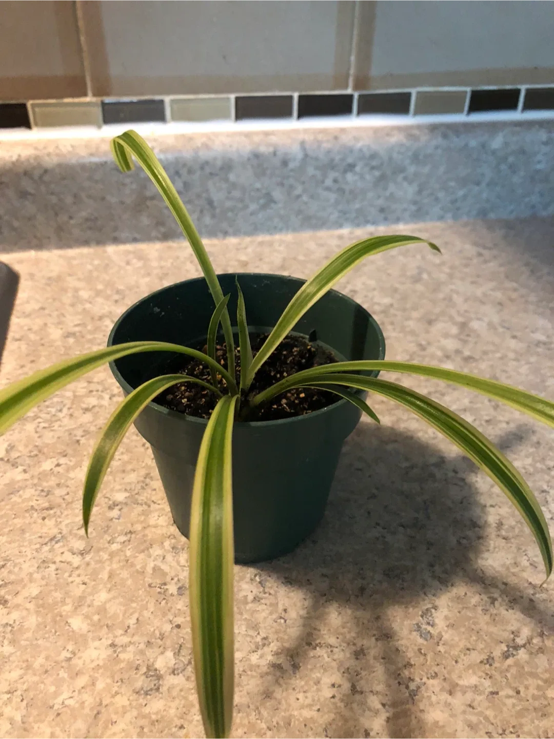 Potted Spider Plant image indicator(3)