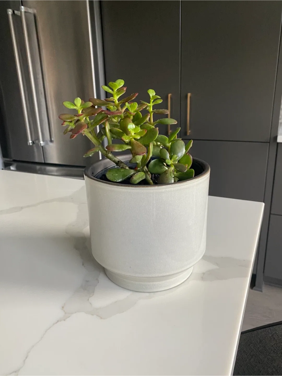 Potted Jade Plant