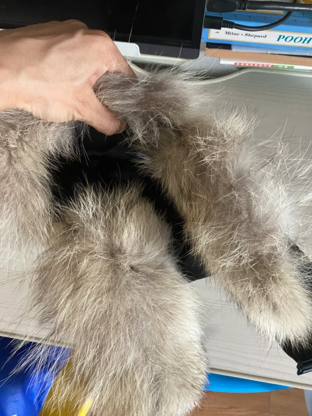 Brand New Canada Goose Ladies Aviator Hat - Black S/M image indicator(3)