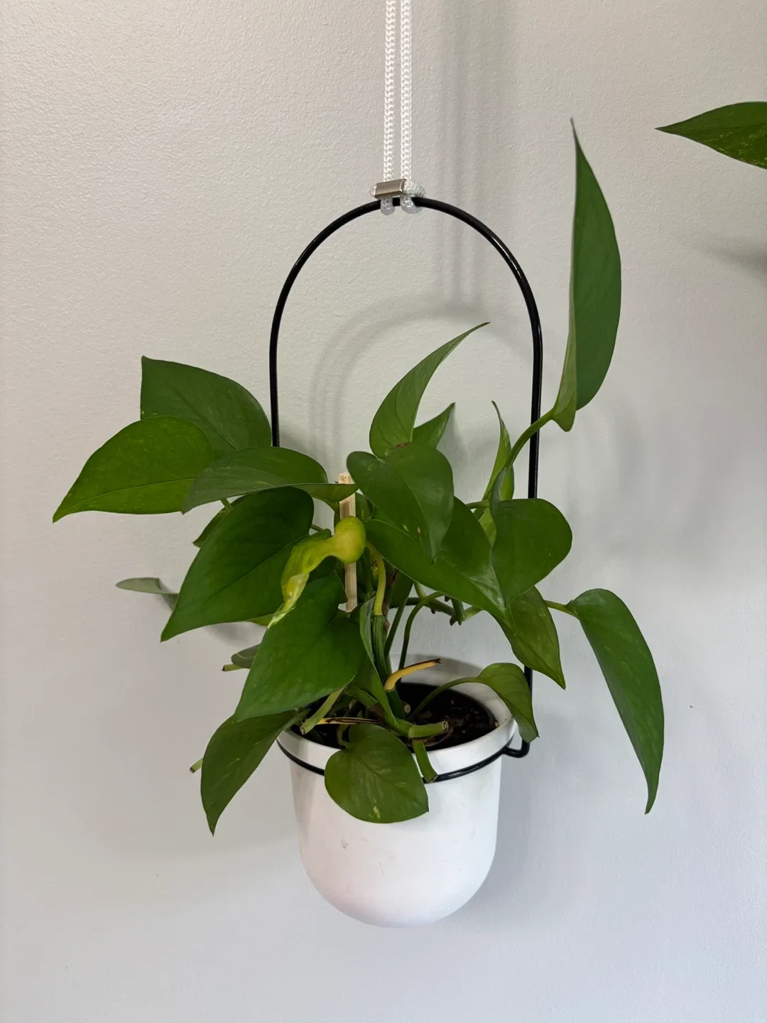 Hanging Planter with Pothos Plant image indicator(3)