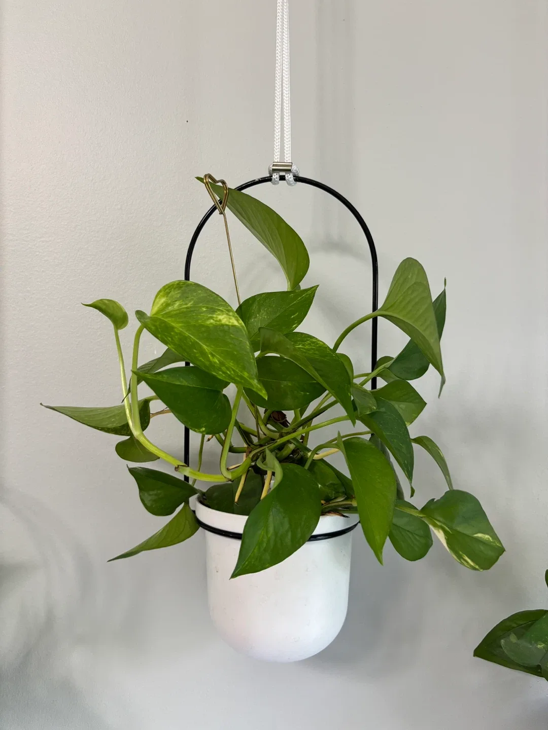 Hanging Planter with Pothos Plant image indicator(2)
