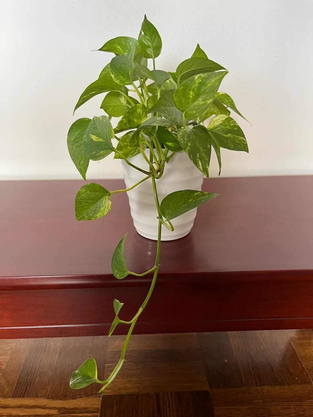 Potted Golden Pothos Plant image indicator(2)
