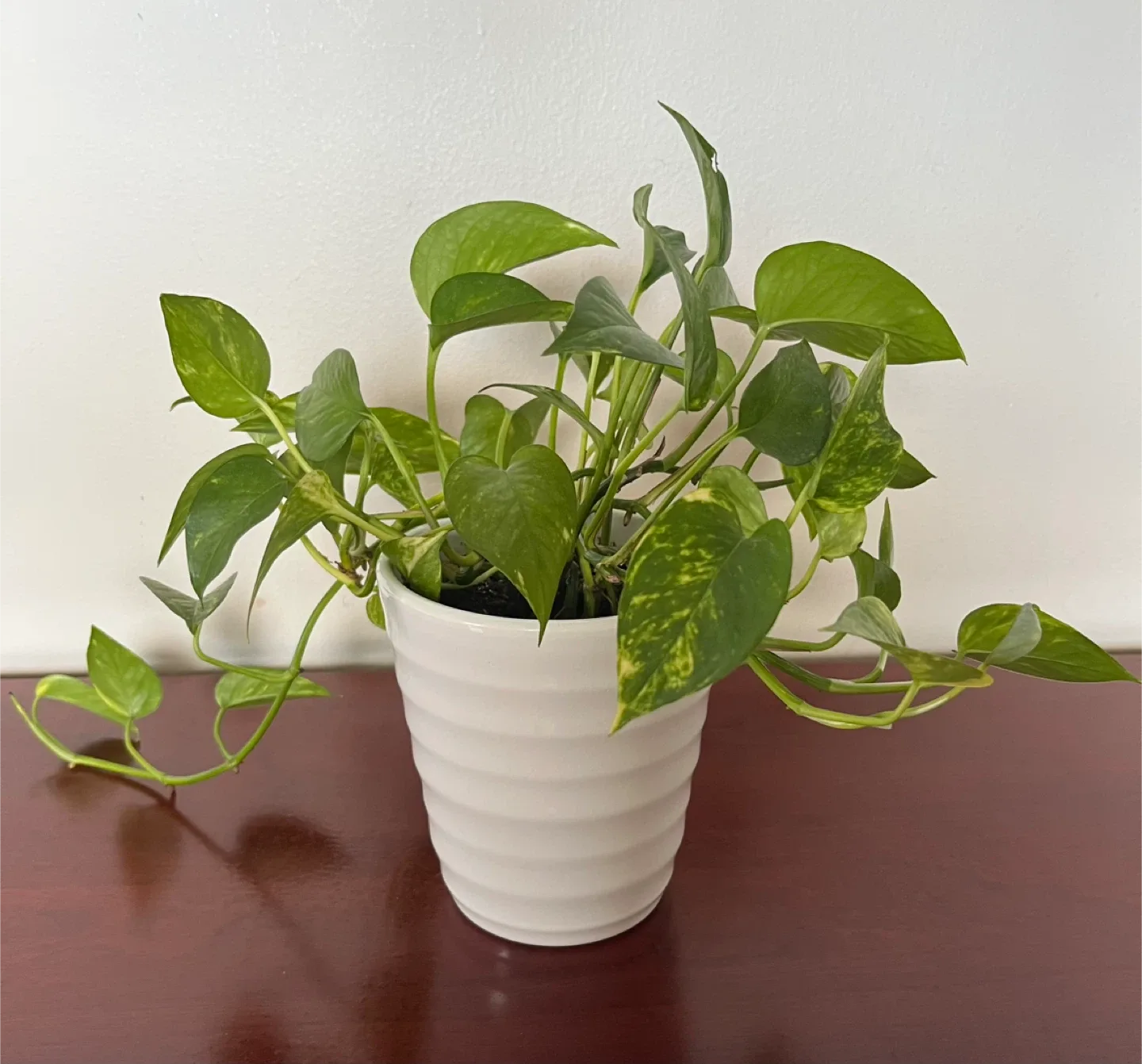 Potted Golden Pothos Plant thumbnail