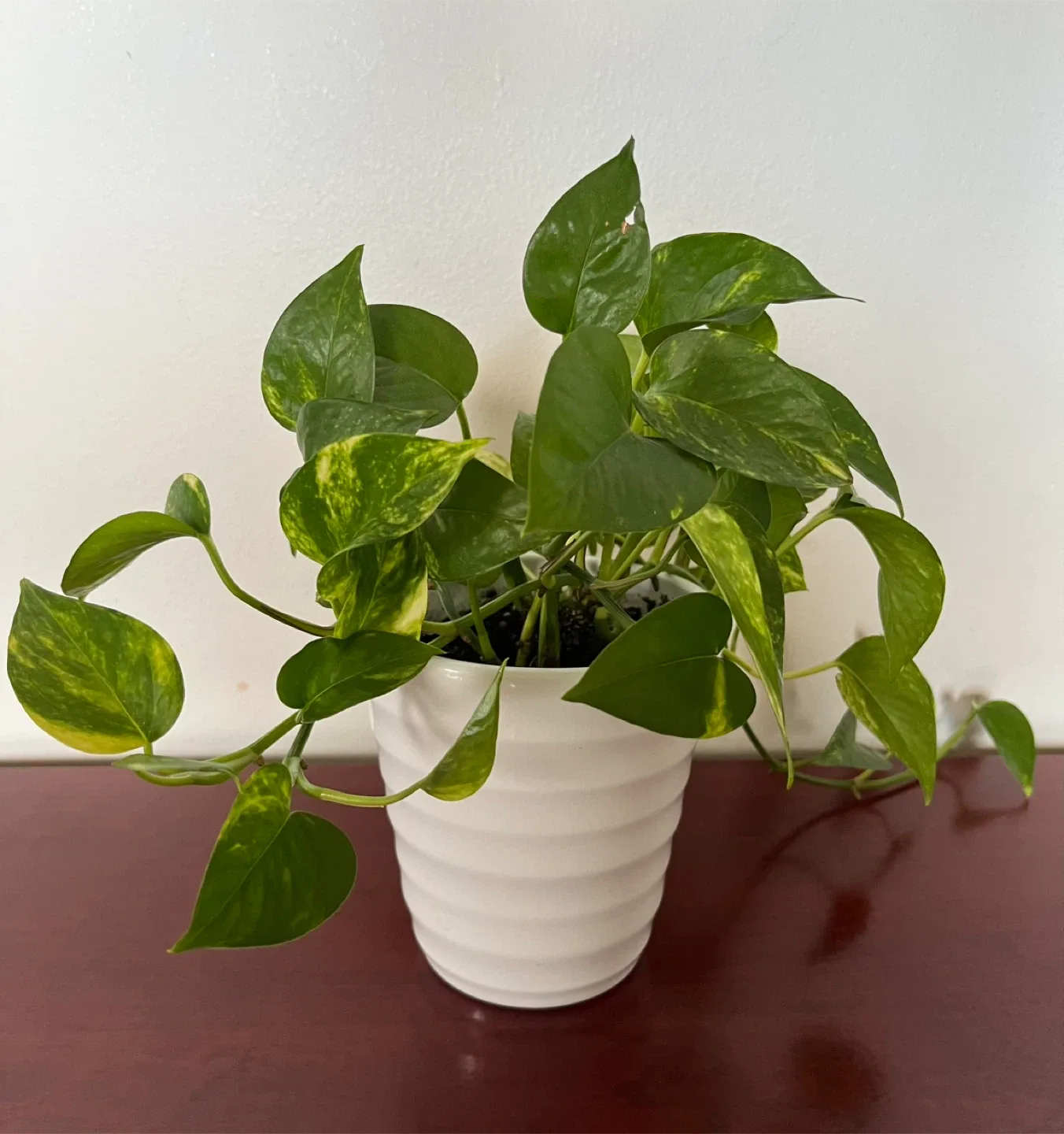Potted Golden Pothos Plant image indicator(3)