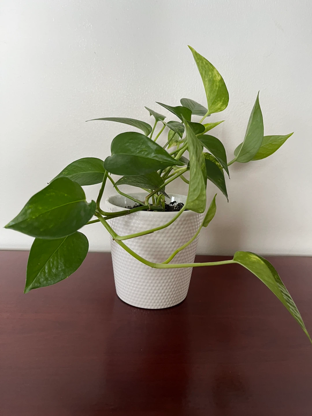 Pothos Plant in White Pot - photo 2