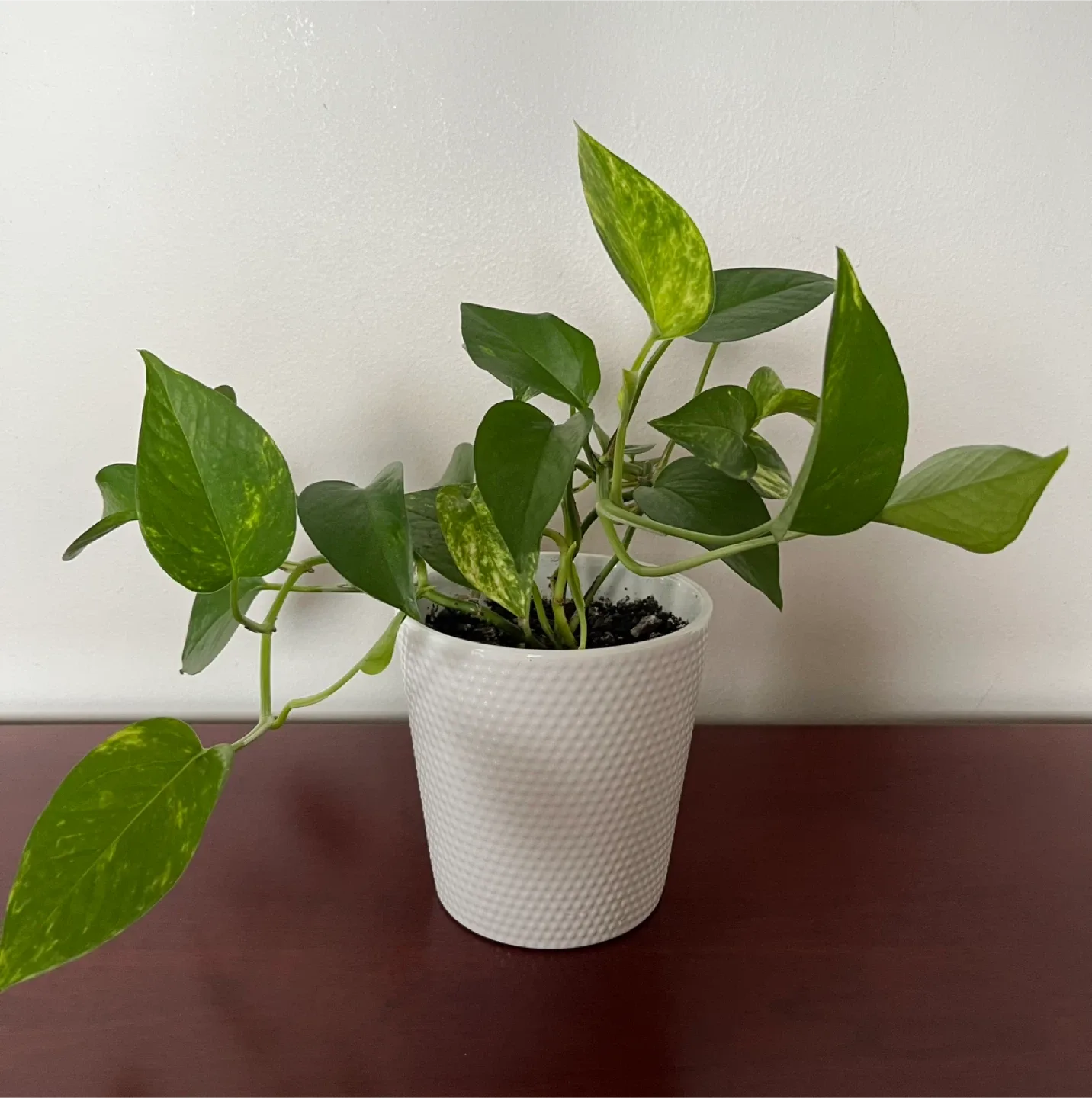 Pothos Plant in White Pot image indicator(3)