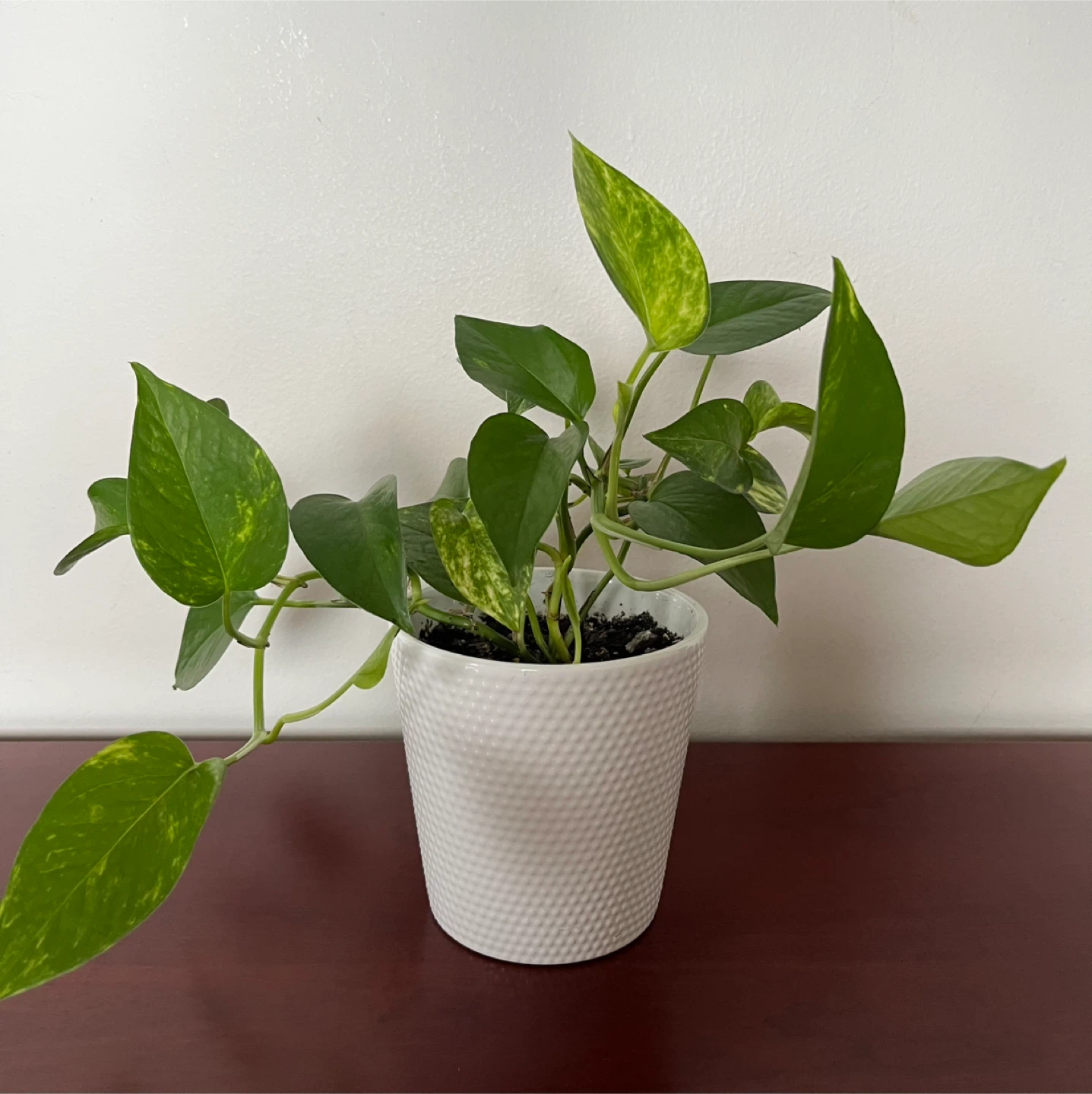 Pothos Plant in White Pot
