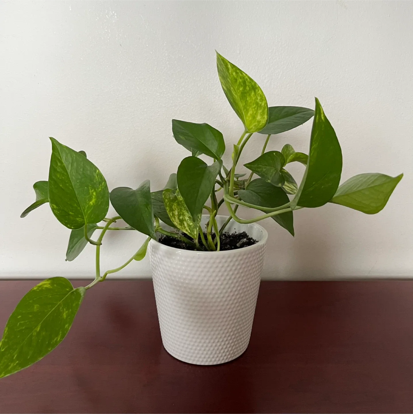 Pothos Plant in White Pot thumbnail