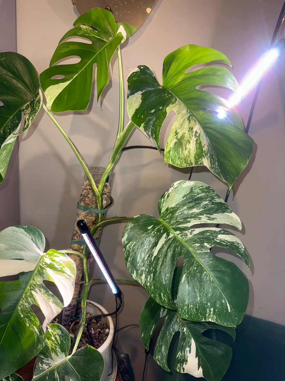 Variegated Monstera Albo Plant thumbnail