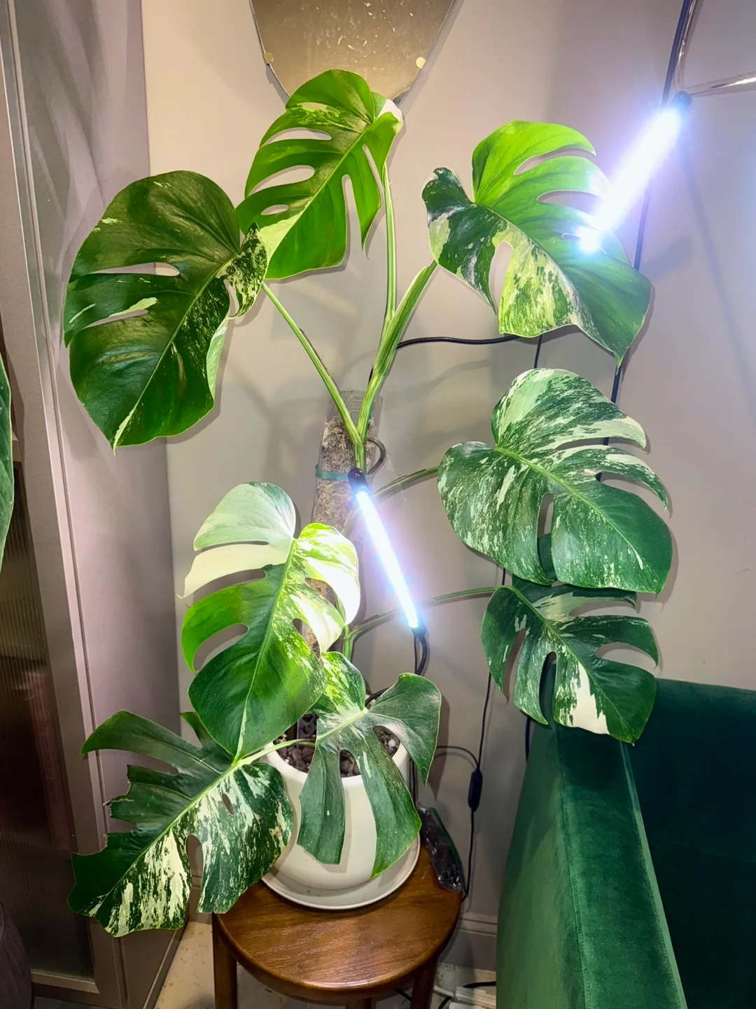 Variegated Monstera Albo Plant image indicator(2)