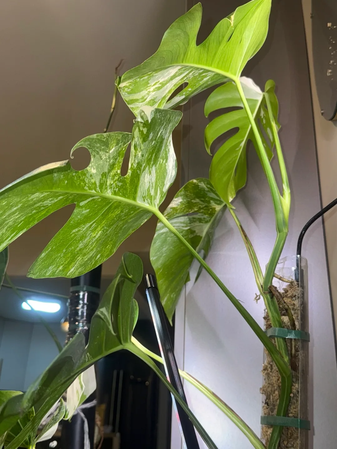 Variegated Monstera Albo Plant image indicator(7)