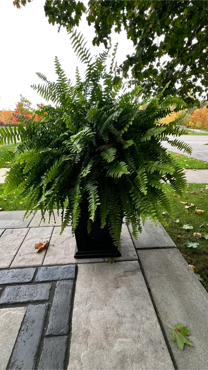 Boston fern - 4 plants - FREE image indicator(4)