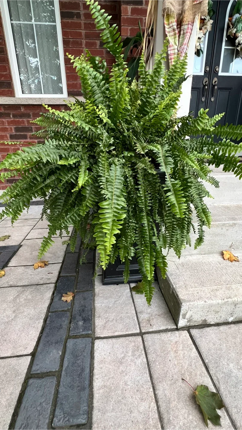 Boston fern - 4 plants - FREE image indicator(5)
