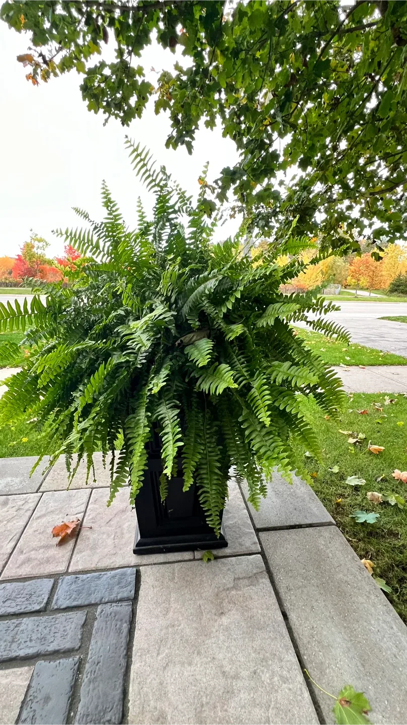 Boston fern - 4 plants available thumbnail