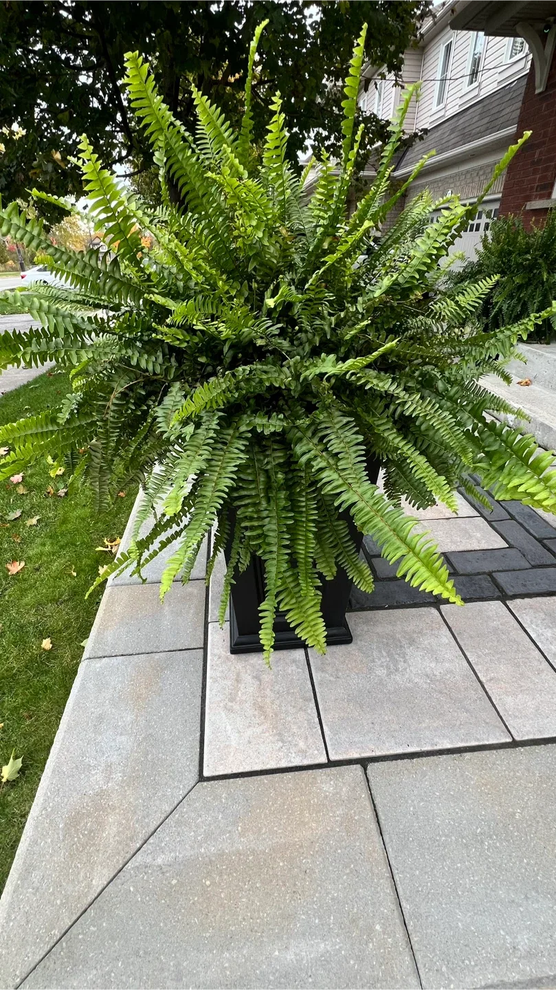 Boston fern - 4 plants - FREE image indicator(2)