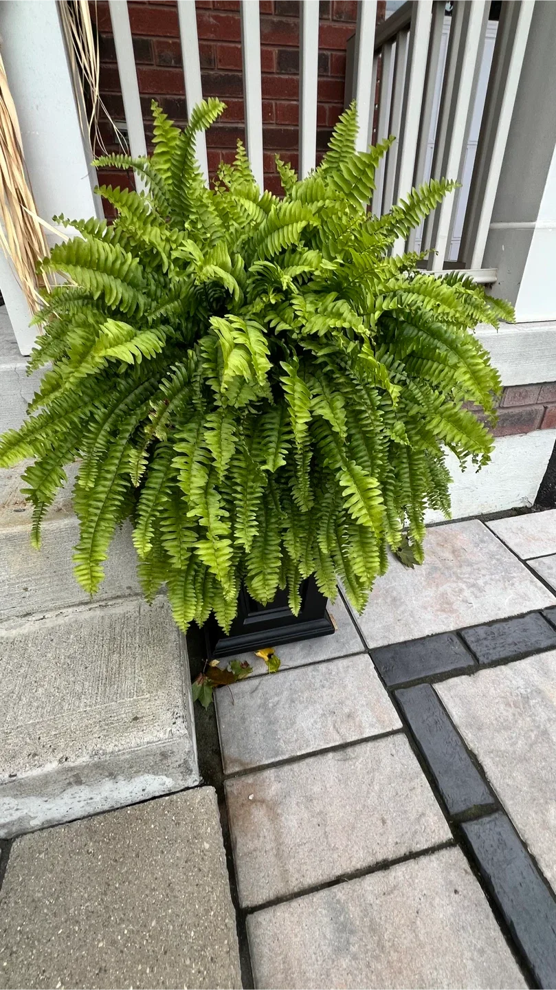 Boston fern - 4 plants - FREE image indicator(3)