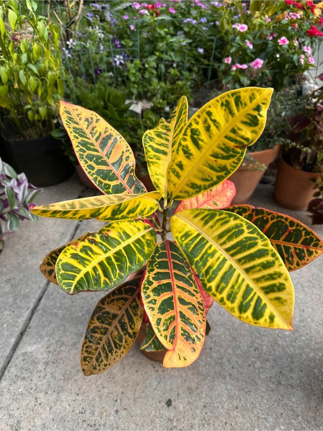 Croton Plant image indicator(3)