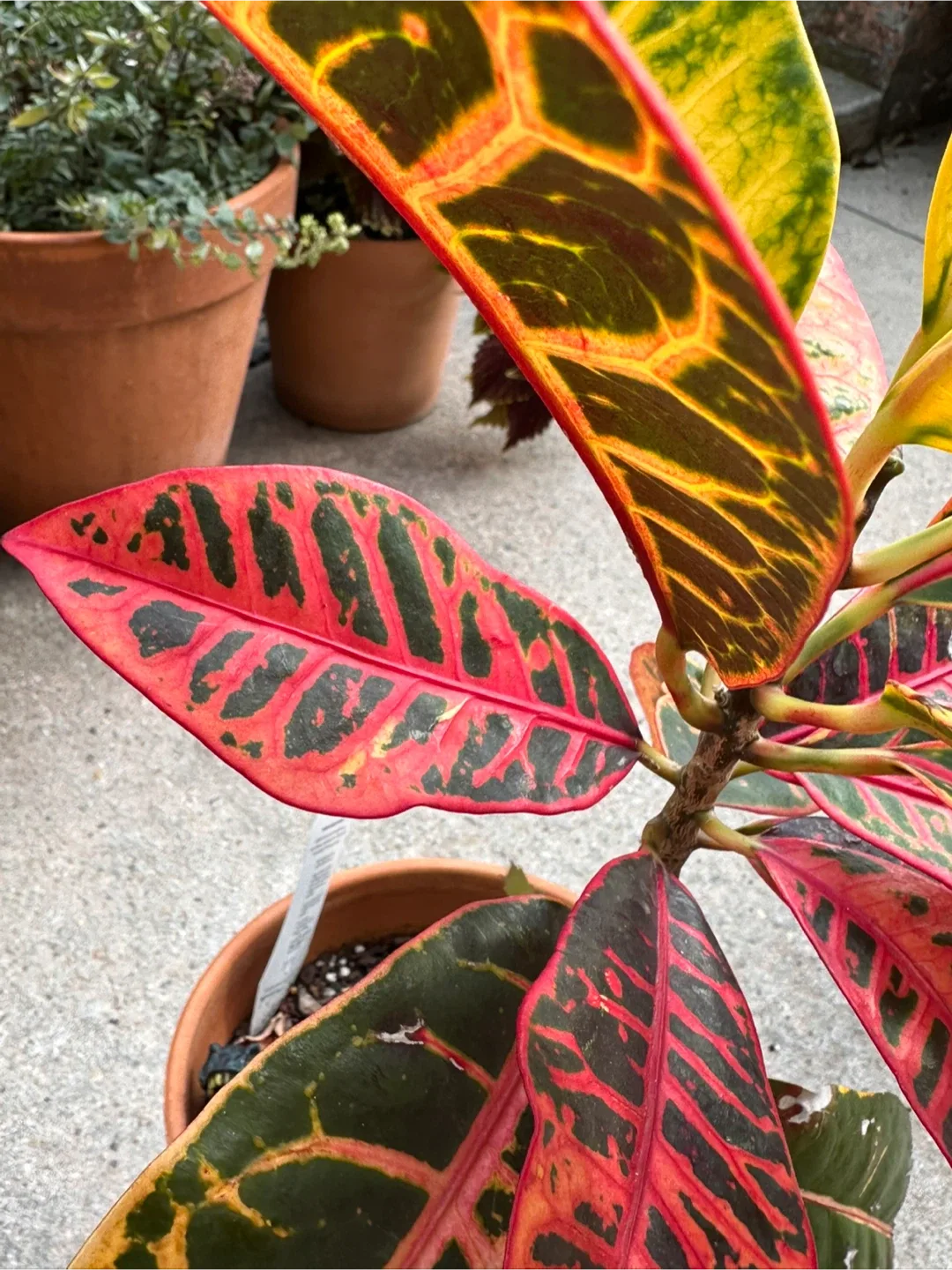 Croton Plant image indicator(2)