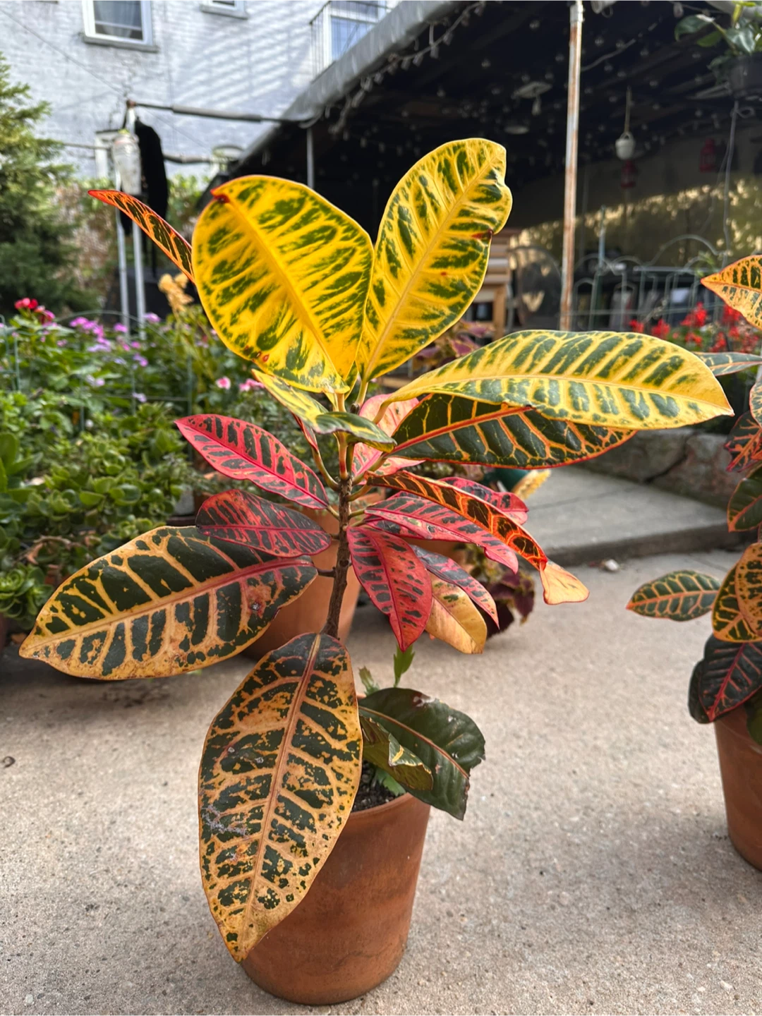 Croton Plant