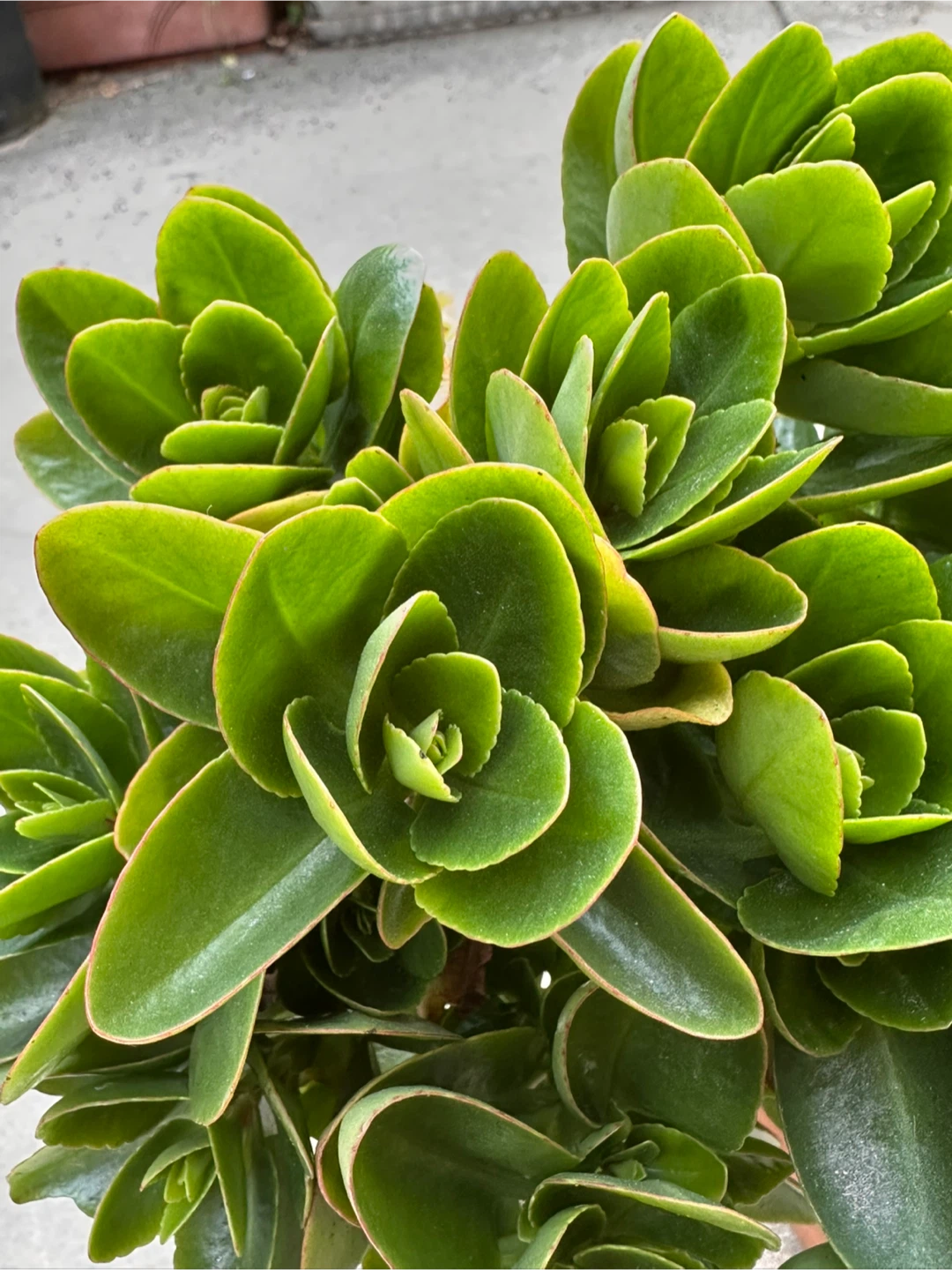 Potted Green Succulent Plant - photo 3