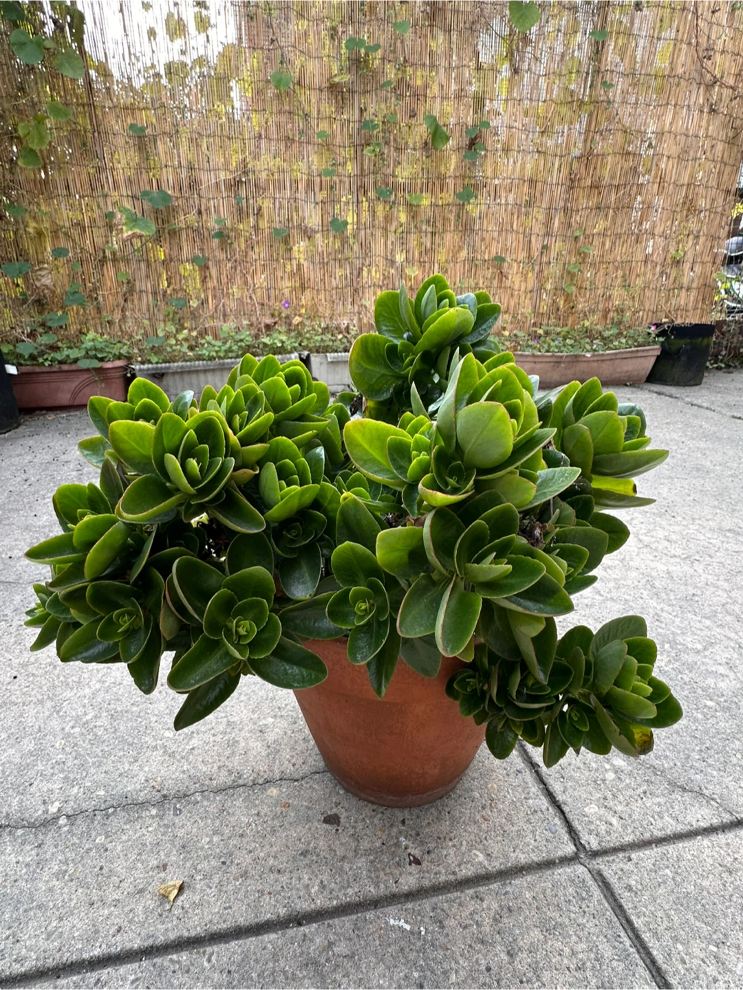 Potted Green Succulent Plant