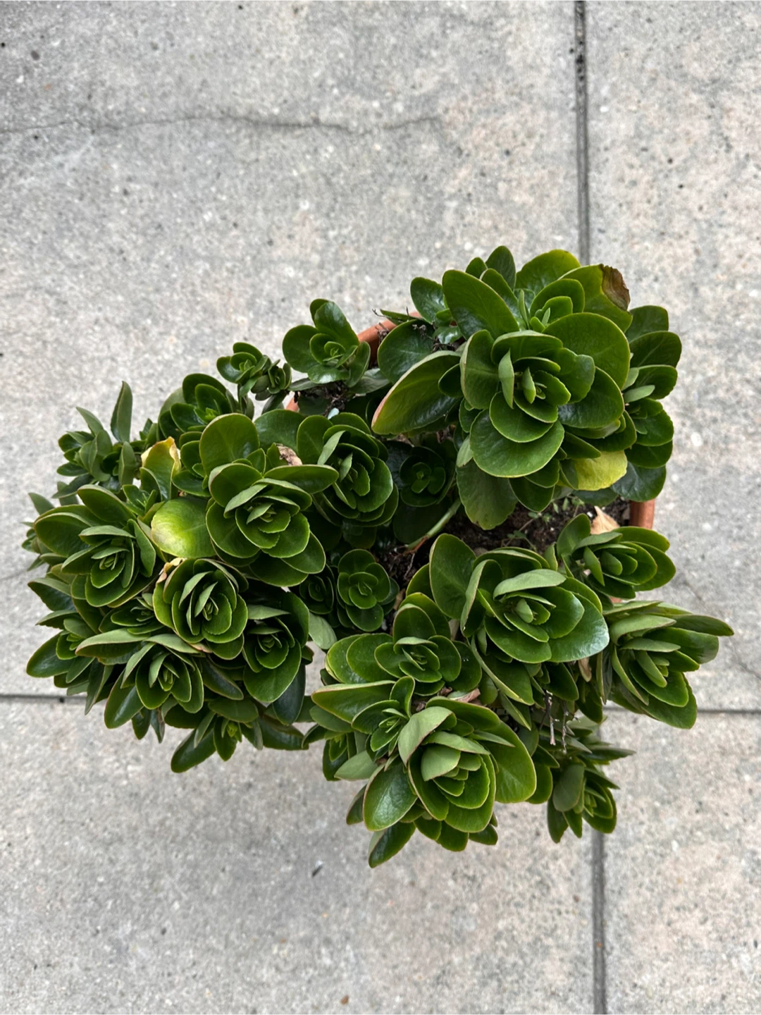 Potted Green Succulent Plant - photo 2