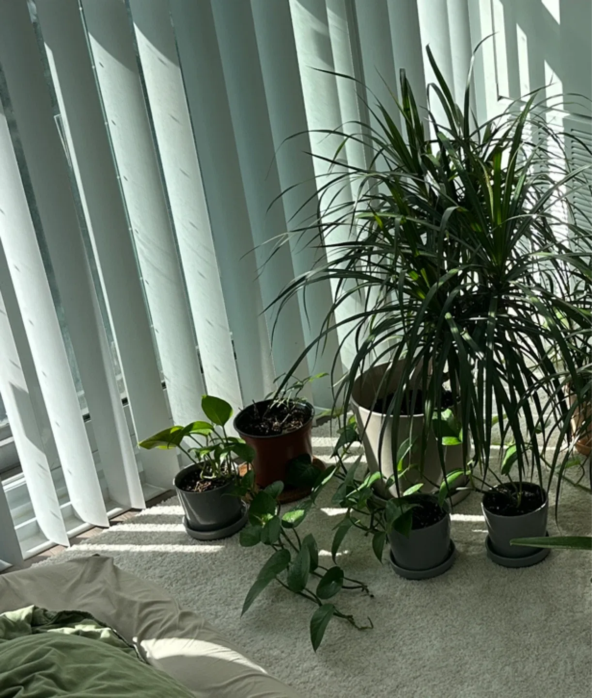 Plants  🪴 $5 each image indicator(2)