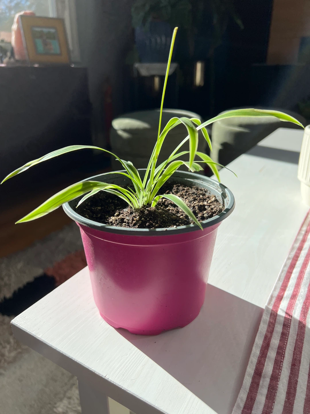 Spider Plant in Pink Pot