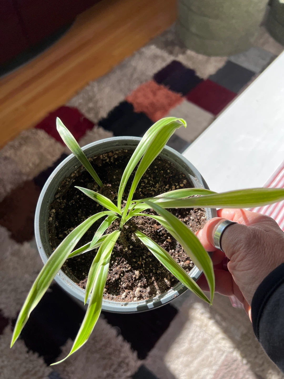 Spider Plant in Pink Pot - photo 2