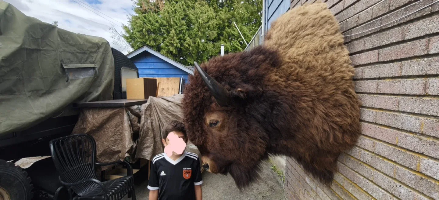 Mounted buffalo head! Taxidermy. Great shape image indicator(3)